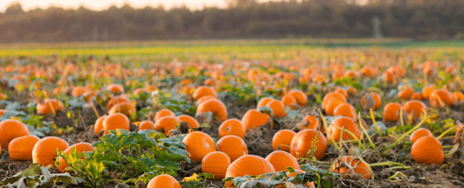 pumpkin patch tractor rides near portland
