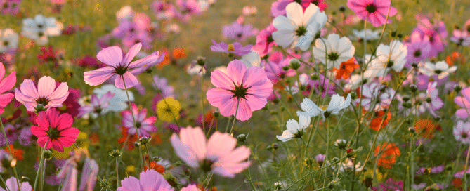 flower meanings